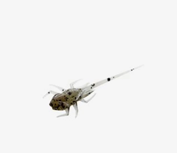 13 Fishing BAMF